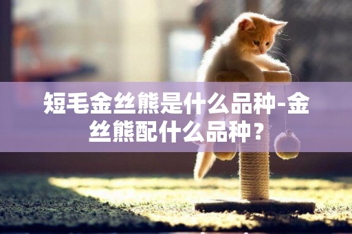 短毛金絲熊是什么品種-金絲熊配什么品種？