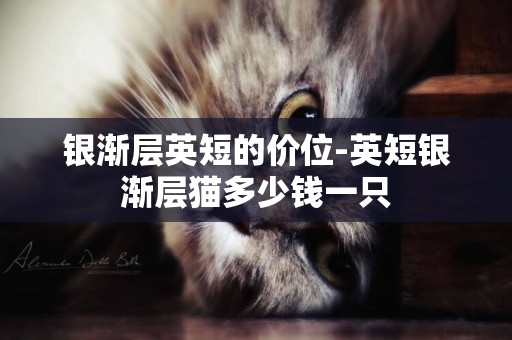 銀漸層英短的價位-英短銀漸層貓多少錢一只