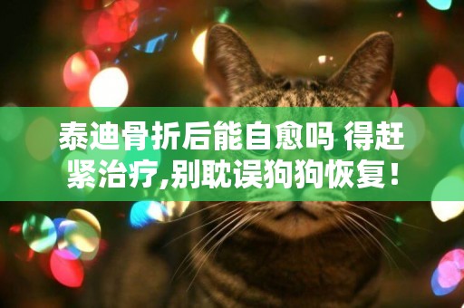 泰迪骨折后能自愈嗎 得趕緊治療,別耽誤狗狗恢復！