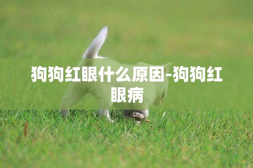 狗狗紅眼什么原因-狗狗紅眼病