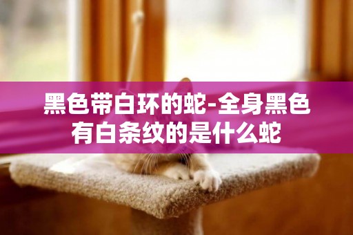 黑色帶白環的蛇-全身黑色有白條紋的是什么蛇