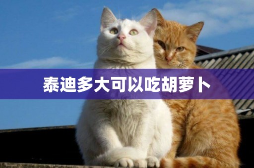 泰迪多大可以吃胡蘿卜
