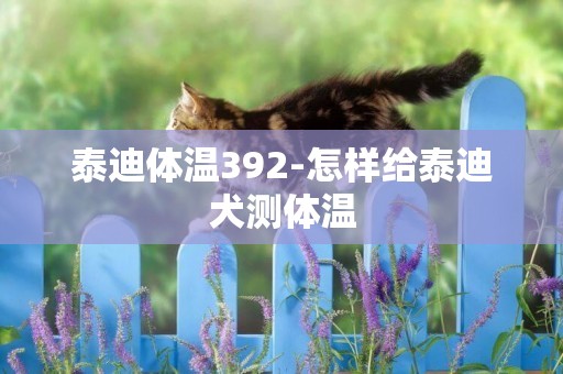 泰迪體溫392-怎樣給泰迪犬測體溫