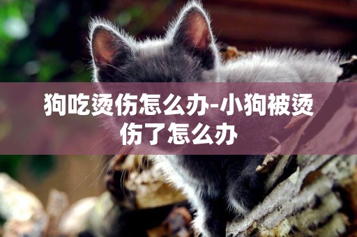 狗吃燙傷怎么辦-小狗被燙傷了怎么辦