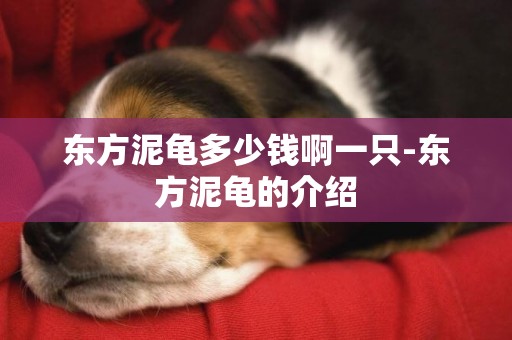 東方泥龜多少錢啊一只-東方泥龜的介紹