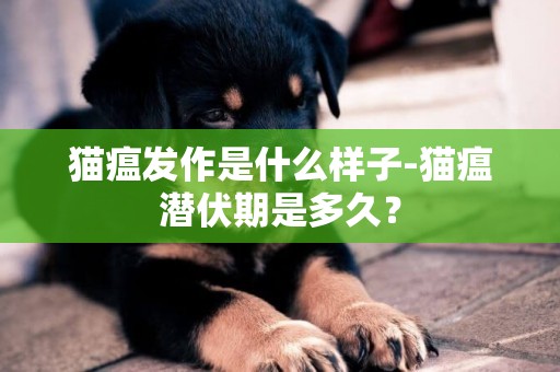 貓瘟發作是什么樣子-貓瘟潛伏期是多久？