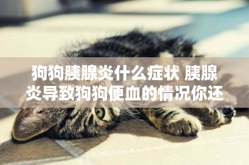 狗狗胰腺炎什么癥狀 胰腺炎導致狗狗便血的情況你還不知道