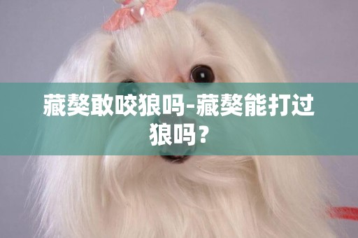 藏獒敢咬狼嗎-藏獒能打過狼嗎？