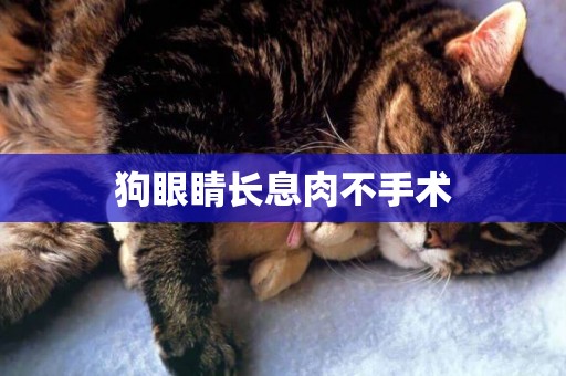 狗眼睛長息肉不手術
