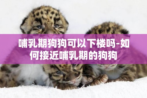 哺乳期狗狗可以下樓嗎-如何接近哺乳期的狗狗