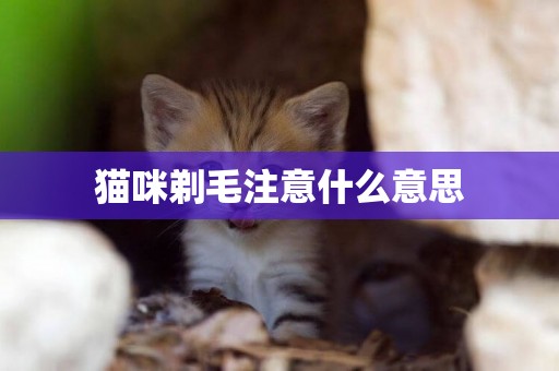 貓咪剃毛注意什么意思