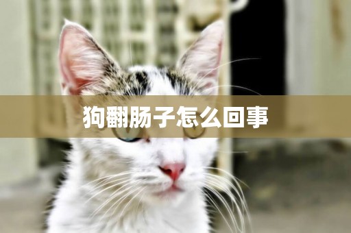 狗翻腸子怎么回事
