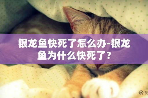 銀龍魚快死了怎么辦-銀龍魚為什么快死了？
