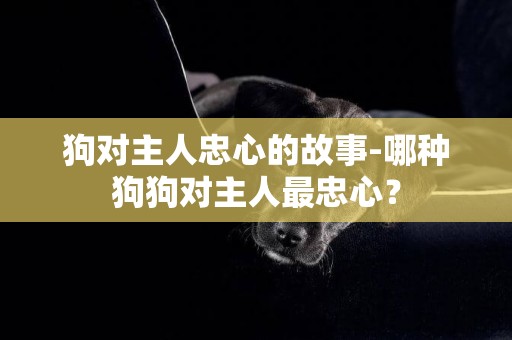 狗對主人忠心的故事-哪種狗狗對主人最忠心？
