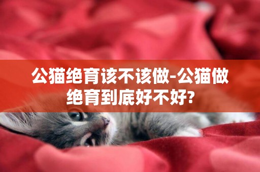 公貓絕育該不該做-公貓做絕育到底好不好?