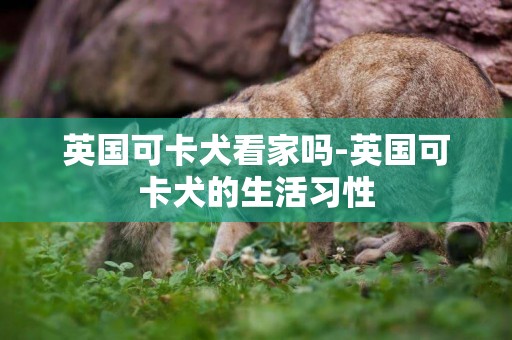 英國可卡犬看家嗎-英國可卡犬的生活習性