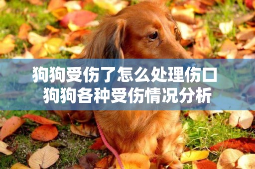 狗狗受傷了怎么處理傷口 狗狗各種受傷情況分析
