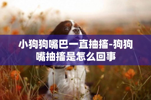 小狗狗嘴巴一直抽搐-狗狗嘴抽搐是怎么回事