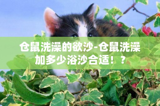 倉鼠洗澡的欲沙-倉鼠洗澡加多少浴沙合適！？