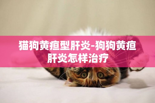 貓狗黃疸型肝炎-狗狗黃疸肝炎怎樣治療