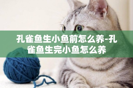 孔雀魚生小魚前怎么養-孔雀魚生完小魚怎么養
