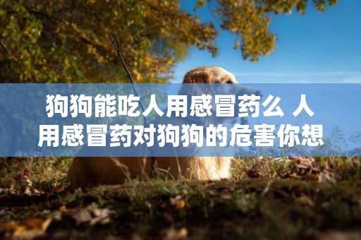 狗狗能吃人用感冒藥么 人用感冒藥對狗狗的危害你想象不到
