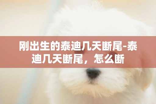 剛出生的泰迪幾天斷尾-泰迪幾天斷尾，怎么斷