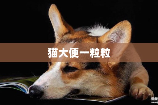 貓大便一粒粒