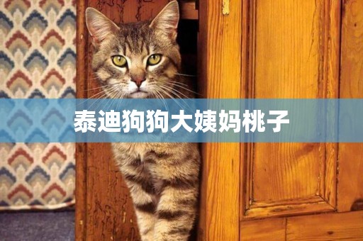 泰迪狗狗大姨媽桃子