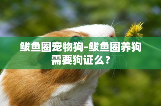鲅魚圈寵物狗-鲅魚圈養狗需要狗證么？