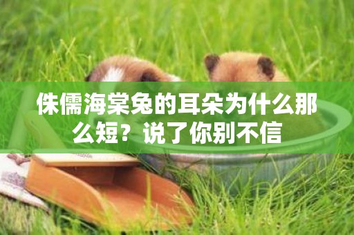 侏儒海棠兔的耳朵為什么那么短?說了你別不信 侏儒海棠兔的耳朵為什么那么短?說了你別不信
