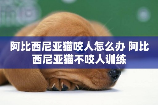 阿比西尼亞貓咬人怎么辦 阿比西尼亞貓不咬人訓練