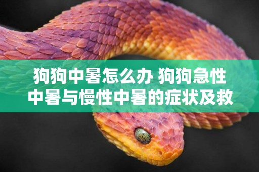 狗狗中暑怎么辦 狗狗急性中暑與慢性中暑的癥狀及救治方法