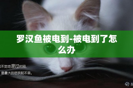 羅漢魚被電到-被電到了怎么辦