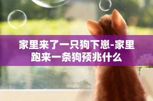 家里來了一只狗下崽-家里跑來一條狗預兆什么