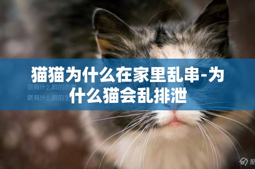 貓貓為什么在家里亂串-為什么貓會亂排泄