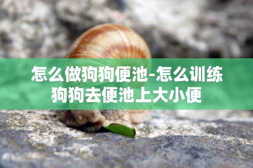 怎么做狗狗便池-怎么訓練狗狗去便池上大小便