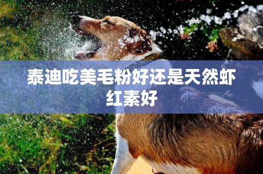 泰迪吃美毛粉好還是天然蝦紅素好