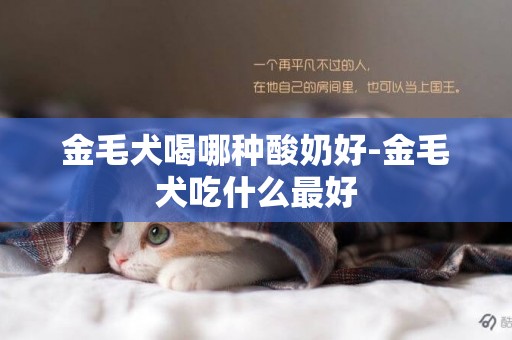 金毛犬喝哪種酸奶好-金毛犬吃什么最好