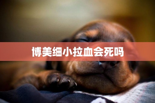博美細小拉血會死嗎