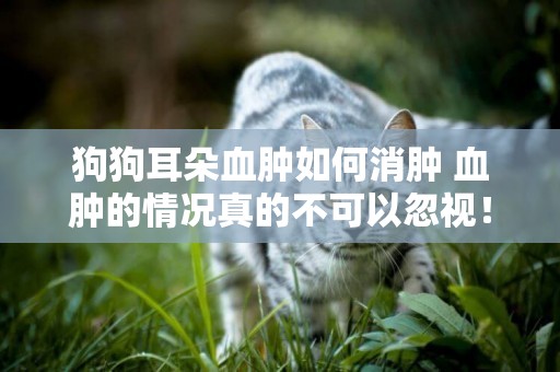 狗狗耳朵血腫如何消腫 血腫的情況真的不可以忽視！