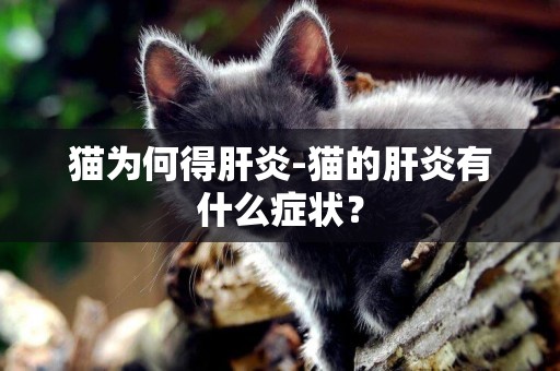 貓為何得肝炎-貓的肝炎有什么癥狀？