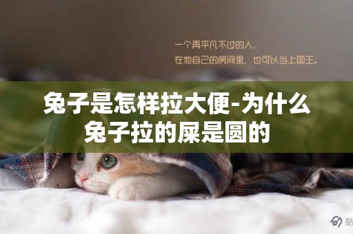 兔子是怎樣拉大便-為什么兔子拉的屎是圓的