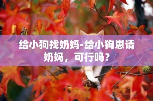 給小狗找奶媽-給小狗崽請奶媽，可行嗎？