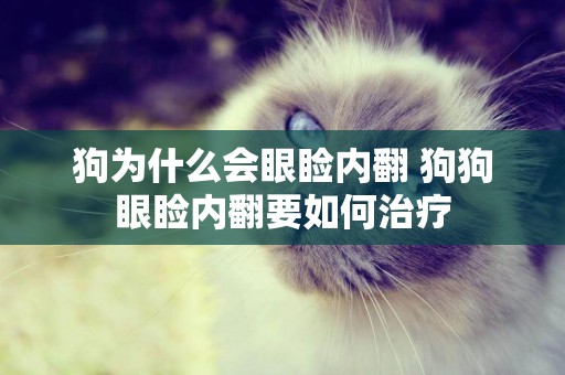 狗為什么會眼瞼內翻 狗狗眼瞼內翻要如何治療