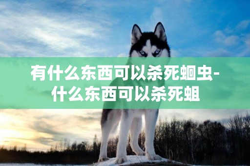 有什么東西可以殺死蛔蟲-什么東西可以殺死蛆