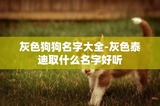 灰色狗狗名字大全-灰色泰迪取什么名字好聽