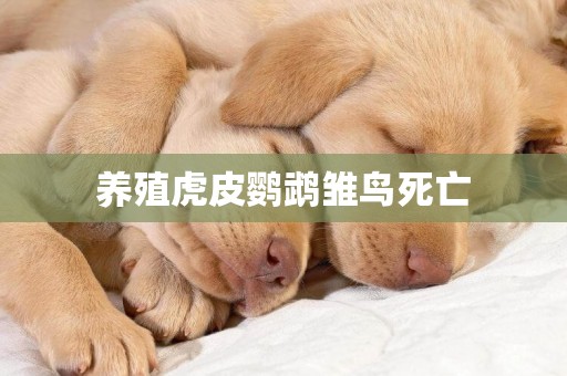 養殖虎皮鸚鵡雛鳥死亡