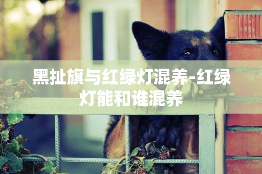 黑扯旗與紅綠燈混養-紅綠燈能和誰混養