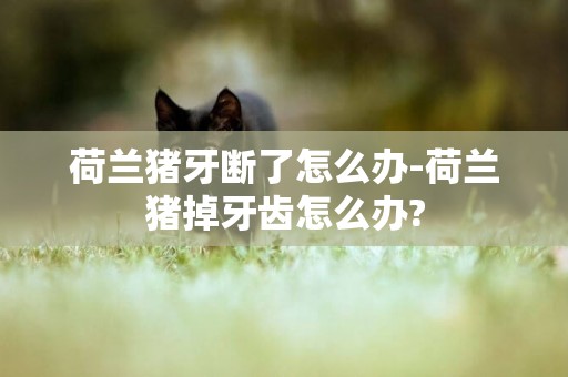 荷蘭豬牙斷了怎么辦-荷蘭豬掉牙齒怎么辦?